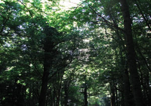 "Bosco Parco Nazionale del Gargano"