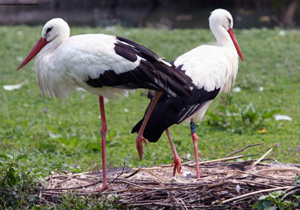 "Gargano, Ente Parco ed Enel insieme per cicogne bianche"