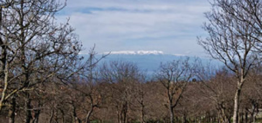 bosco spinapulci san nicandro garganico