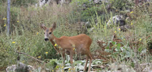 capriolo gargano